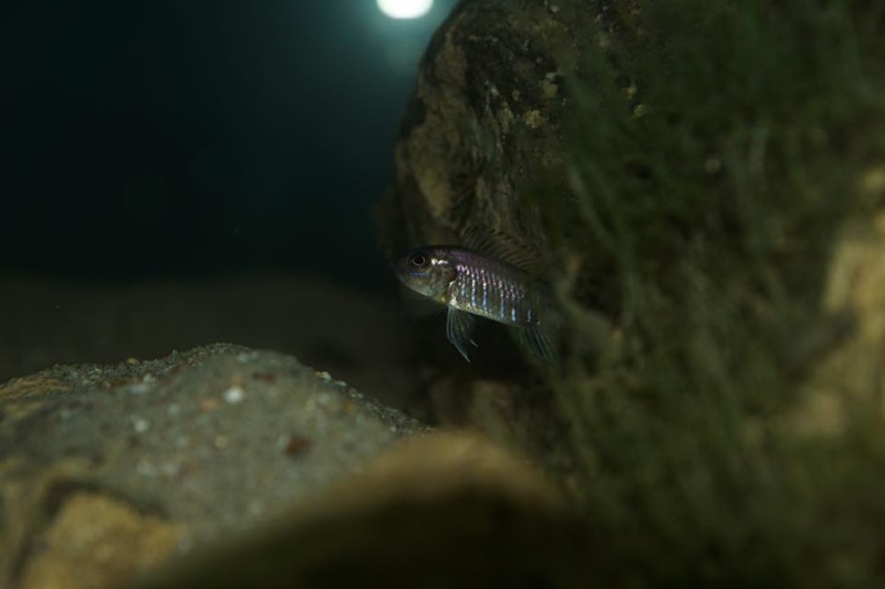 Triglachromis otostigma